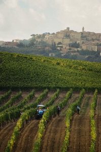 Vigna e montepulciano bassa_2.jpg